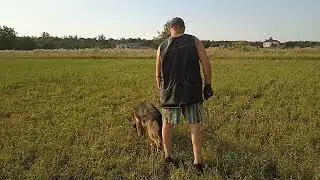 Жара , стерня , след . /тренинг 17,07,24 .Кора/