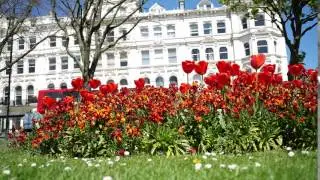 Rollocam timelapse flowers test