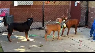 Couple of Black Dogs Mating and Crossover Process,dog mating, dog breeding, black dogs mating,wov