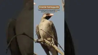 The Bird That Leads Humans to Honey (An Ancient Partnership)