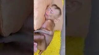 So Adorable baby little tin monkey rojo Slept
