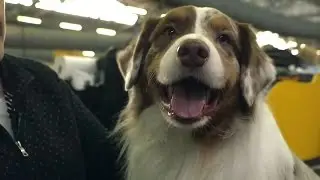 Dog Breed Spotlight: Australian Shepherd