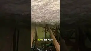 Attic crawl!