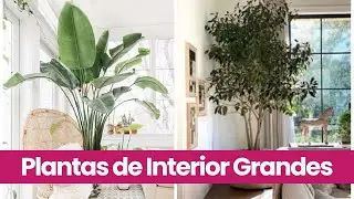 5 PLANTAS de INTERIOR GRANDES y sus NOMBRES / de FÄCIL CUIDADO