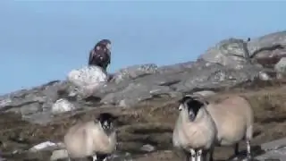 Sea Eagles, Uig, Isle of Lewis