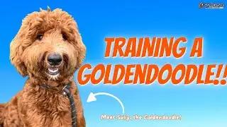 Goldendoodle Puppy Training | 6-Month-Old Puppy Learns Focus & Off-Leash Skills