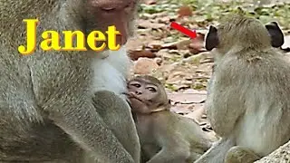 Save Hurt in Heart .... Janet monkey Jealous Janna Because Jane spoil Janna . Hmmmm !