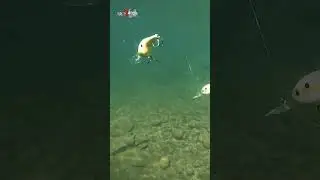 Balsa VS Plastic Crankbaits Underwater