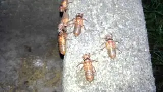 Cicada Invasion 2013 - It's Nymph-O-Mania - Lots of Em - May 27th - NJ - HD