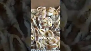 Off-Grid Farm Build for 1000+ Chickens from Start to Finish #farmcore