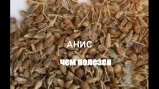 Польза специй Анис Полезные свойства аниса