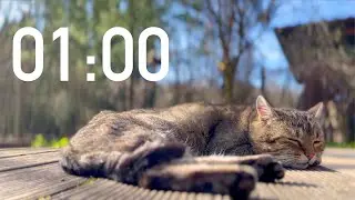 1 Minute Timer, Sleeping Cat 🐈 with Garden Bird Sounds 🌳 (4K)