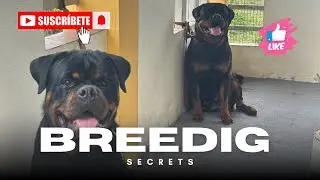 Dog #breeding ‼️secrets
