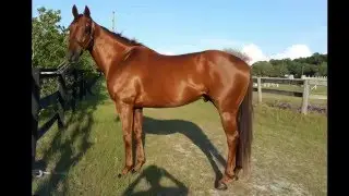 For Sale: LOF Ravino - Beautiful trained H/J Prospect!