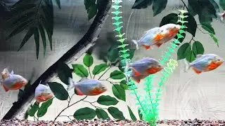 12 Red belly piranha feeding frenzy! you never seen them eat like this in one feeding!