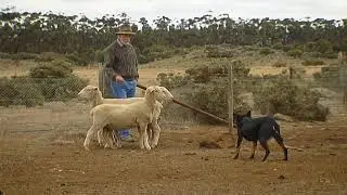 Щенки келпи от JOHN GEDYE Scoriochre Kelpie Stud
