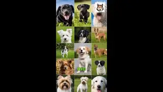 Understanding Dog Breed Deformities