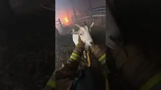 boar goat rescue-A lesson in emergency response #shorts