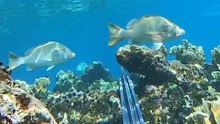 Ep.4 Spearfishing for Snapper around sharks - Snorkeling the Caribbean in crystal clear waters