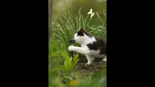 The Secret Life of Cats: How They Track Your Every Move!