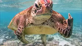 Turtle - Vibes