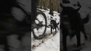 Fun in the snow 🐶❄️#traildog #traildogs #traildogmtb #traildogsmtb #mtblovers #mtb #mtblove #mtbsnow
