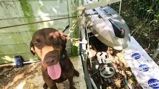 Entrenamiento para perros de cacer&iacute;a desde cero. Parte 8. Force fetch/ Boca. #hunting #labrador