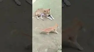 এই টিকলি জরিনার মার লগে কাইজ্জা করতে যাইস না, #cat #foryou #pusirohoman #shortvideo