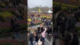 БЕСПЛАТНЫЕ ТЮЛЬПАНЫ - Национальный день тюльпанов на Музейной площади 17 января 2026 г. #amsterda...
