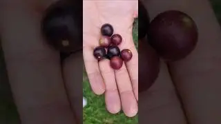 Wild Muscadine Grapes
