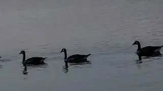 Deam Lake Indiana