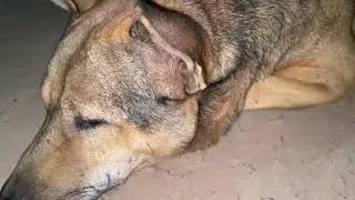 Eat your fill and lie down on the ground.#youtubevideo #dog #subscribe 