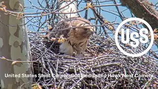 U. S. Steel Red-Tailed Hawk Nest Camera
