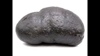 Fossil Coprolite (Fossil Poop)