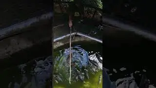 Using Stick to Feed the Crocodiles #shorts #shortvideo #animals #zoo #amazing #travel #nature #viral