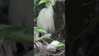 Egret bird nest #short #youtubeshorts #shorts #SmilewithNature