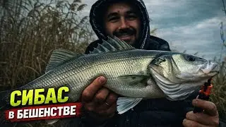 На меня напали быки и коровы | Рыбалка в Греции на сибаса