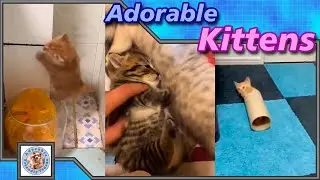 Adorable fluffy kittens, to make your day happy! Comment your favorite! #059 Subscribe for more!