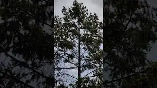 Passeriformes, The Largest Avian Radiation ❤️ #shortsfeed#shortsviral#shortvideo#shorts#short#birds