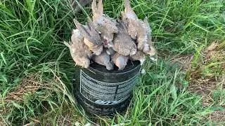 Dove Hunting 2019