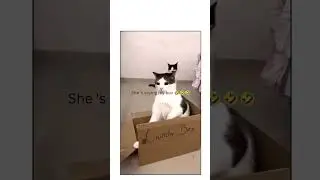 😂😂😂😂😂😂 #cat #felinecompanionship #cute #felinecompanions #funny #catcompanions