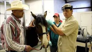 Why Float Horse's Teeth