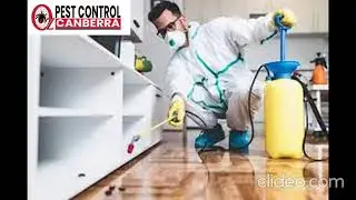 Emergency Pest Control Canberra | Emergency Pest Control in Canberra | Pest Control in Canberra