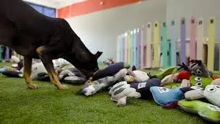 Happy tails as shelter dogs choose their new besties at AWS Stellenbosch