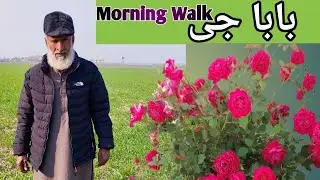 Morning Walk in Garden Chakwal | Bari Chakwal | Olive Valley Bari Chakwal