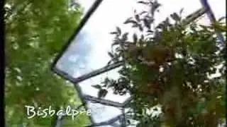 David Bisbal Alemania Fernsehgarten