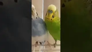 Found  my first love (Piper and Blueberry)❤❤😍🐦#love #budgies #pets #parakeet #cute #petbirds