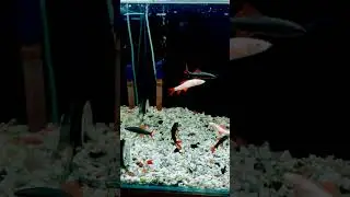 Red tail shark fish #shorts #viral #fish #trending