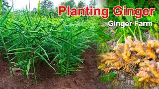 Grow Your Own Ginger &ndash; Planting Tips for Beginners