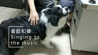 What music does dog sing to? 什麼音樂讓狗狗唱歌?